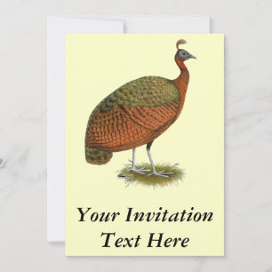 Pfau: Kongo Peahen Einladung
