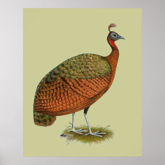Pfau: Kongo Peahen Poster (Vorne)
