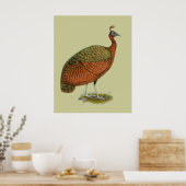 Pfau: Kongo Peahen Poster (Küche)
