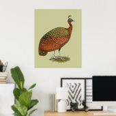 Pfau: Kongo Peahen Poster (Heimbüro)