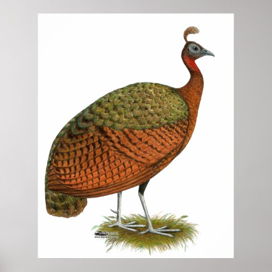 Pfau: Kongo Peahen Poster (Vorne)