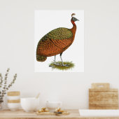 Pfau: Kongo Peahen Poster (Küche)