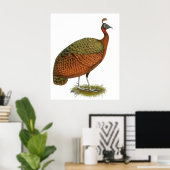 Pfau: Kongo Peahen Poster (Heimbüro)