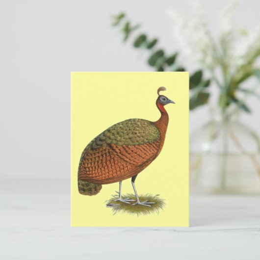 Pfau:  Kongo Peahen Postkarte (Stehend Vorderseite)