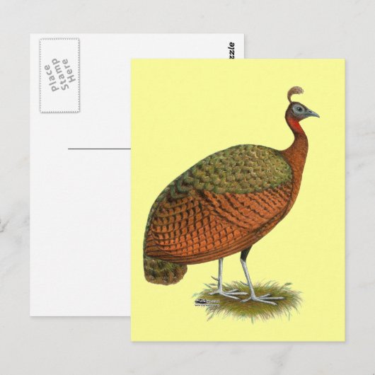 Pfau: Kongo Peahen Postkarte (Vorne/Hinten)