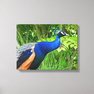 Pfau Leinwanddruck