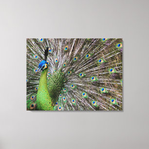 Pfau Leinwanddruck