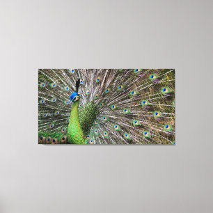Pfau Leinwanddruck