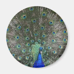 Pfau Magnet
