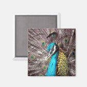 Pfau Magnet (Vorderseite/Rückseite)