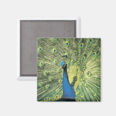Pfau Magnet (Vorderseite/Rückseite)
