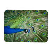 Pfau Magnet (Horizontal)