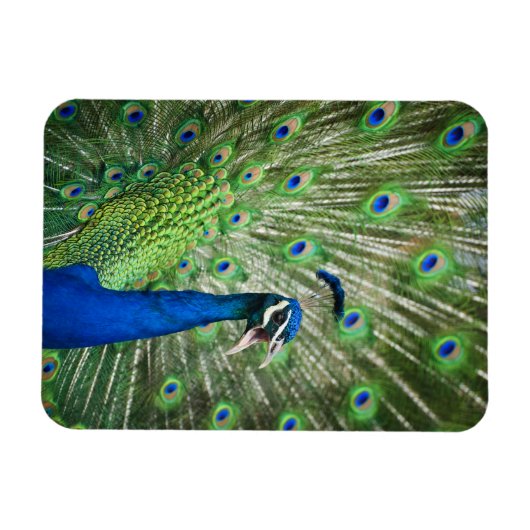 Pfau Magnet (Horizontal)