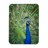 Pfau Magnet (Vertikal)