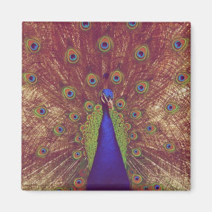 Pfau Magnet