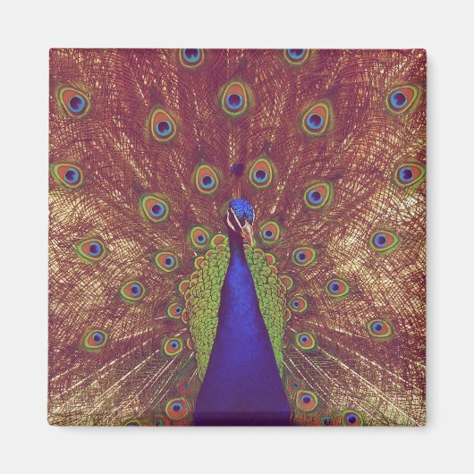 Pfau Magnet (Vorne)