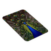 Pfau Magnet (Rechte Seite)