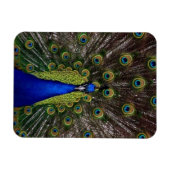 Pfau Magnet (Horizontal)
