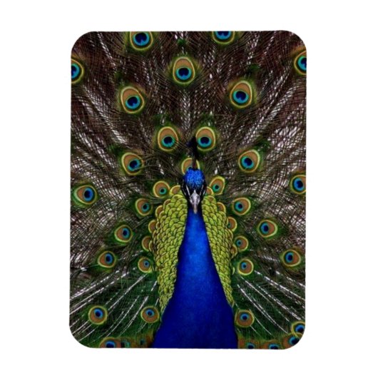 Pfau Magnet (Vertikal)