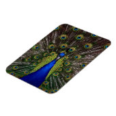 Pfau Magnet (Linke Seite)