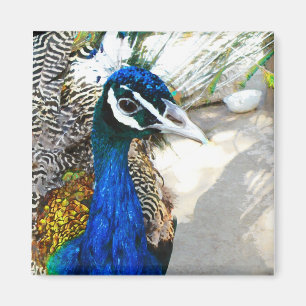 Pfau Magnet