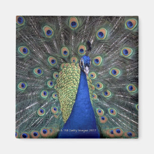 Pfau Magnet