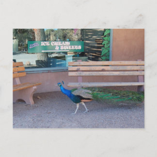 Pfau mit einer süßer Zahn-Postkarte Postkarte