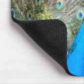 Pfau mit Feathers Out - Männlicher Vogel - Foto Mousepad (Ecke)