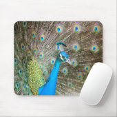 Pfau mit Feathers Out - Männlicher Vogel - Foto Mousepad (Mit Mouse)