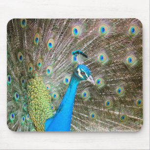 Pfau mit Feathers Out - Männlicher Vogel - Foto Mousepad