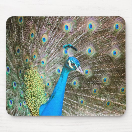 Pfau mit Feathers Out - Männlicher Vogel - Foto Mousepad (Vorne)