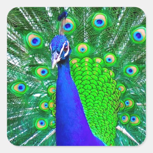 Pfau mit feingefädeltem Schwanz Quadratischer Aufkleber (Vorderseite)