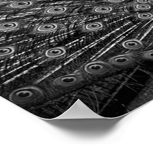 Pfau mit Schwanz-Spread Poster (Ecke)