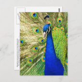 Pfau mit seinem farbenprächtigen Untergrund Postkarte (Vorne/Hinten)