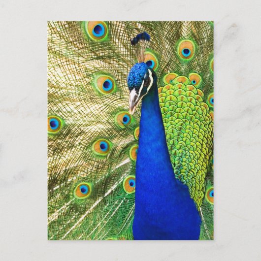 Pfau mit seinem farbenprächtigen Untergrund Postkarte (Vorderseite)