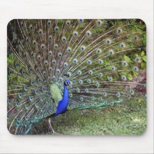 Pfau Mousepad