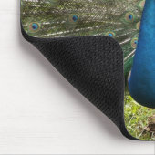 Pfau Mousepad (Ecke)