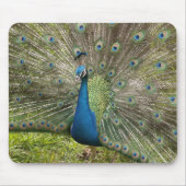 Pfau Mousepad (Vorne)