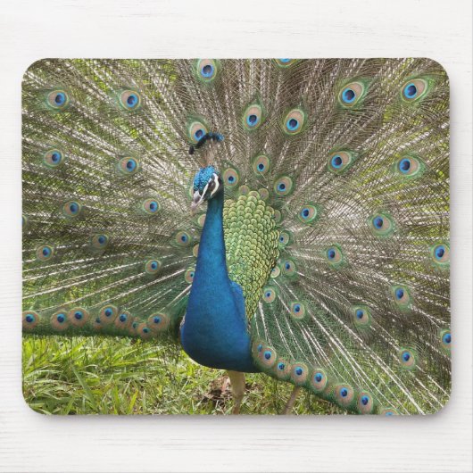 Pfau Mousepad (Vorne)