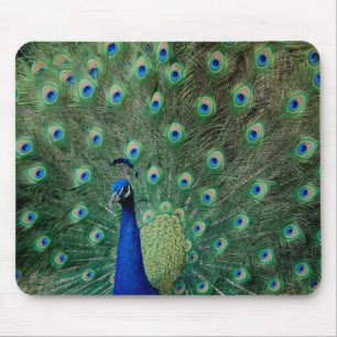 Pfau, mousepad