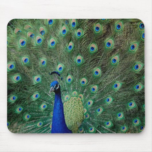 Pfau, mousepad (Vorne)