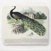 Pfau Mousepad (Vorne)