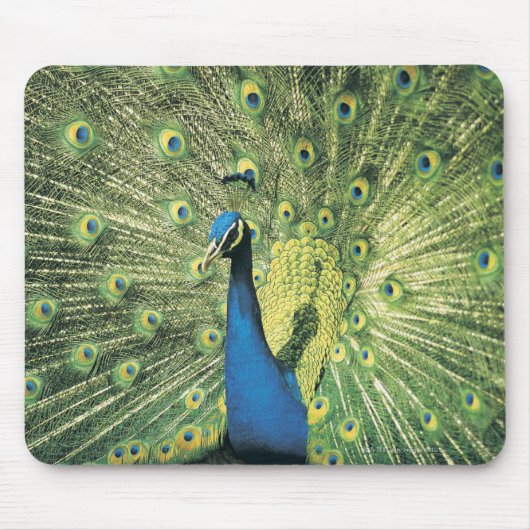 Pfau Mousepad (Vorne)