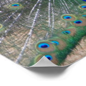 Pfau nah poster (Ecke)