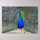 Pfau nah poster (Vorne)