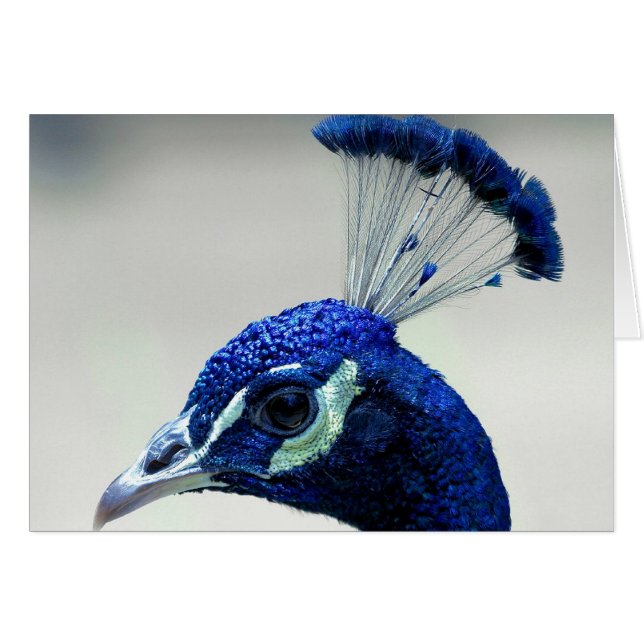 Pfau-Nahaufnahme (Vorderseite (Horizontal))