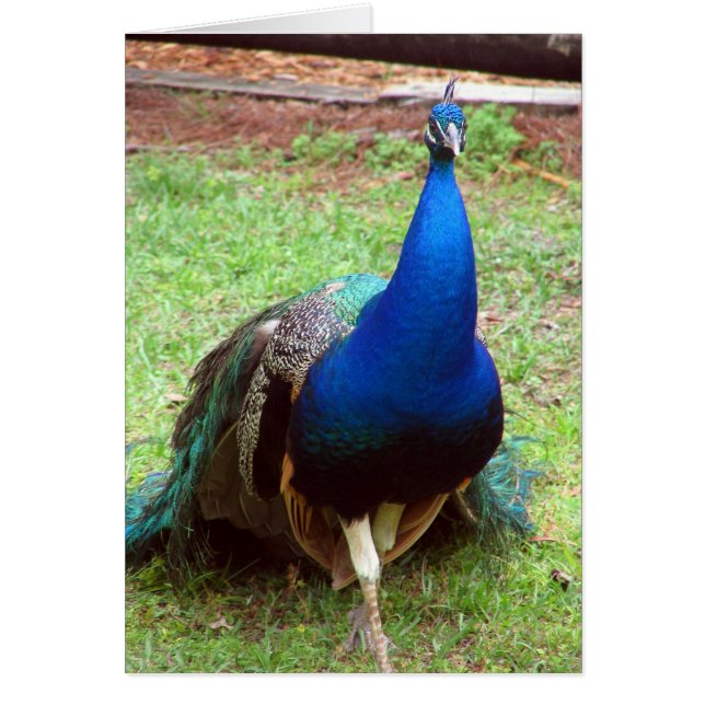 Pfau-Nahaufnahme (Vorne)