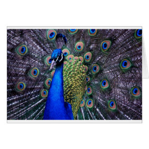Pfau-nahes hohes
