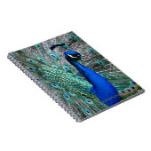 Pfau Notizblock (Rechte Seite)