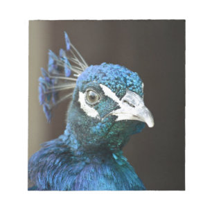 Pfau Notizblock